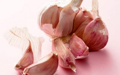 L’ail rose de Lautrec, un trésor qui mérite d’être connu !